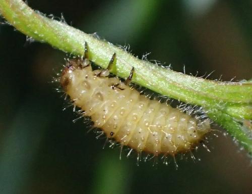 Emarhopa rufa